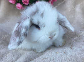Mini lop