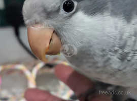 Hand Reared DNA Tested Baby Quaker Parrot