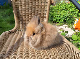 Pure bred double maned lionhead kits