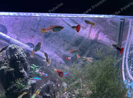 Mixed sex guppies £1 each