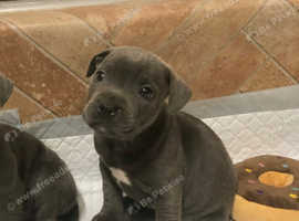 Last beautiful blue boy Staffordshire bull terrier left.
