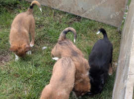 Welsh sheepdog puppies