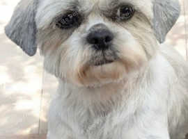 Shih tzu