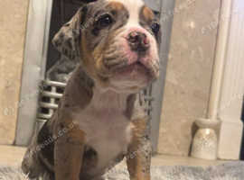 Olde english bulldog puppies
