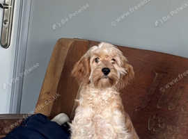 1 beautiful champagne Cockapoo girl