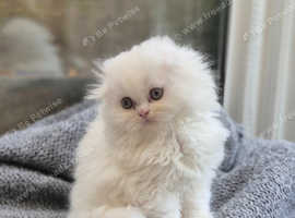 Long hair Scottish Folds