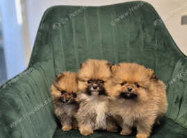 Pomeranian