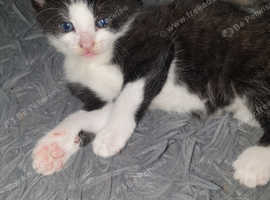 2 beautiful kittens available 16th ma
