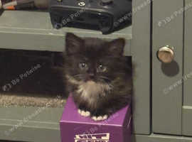 Kittens for sale
