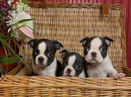 Quality kc reg Boston terriers for sale
