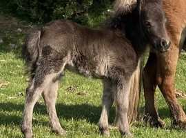 Registered miniature colt
