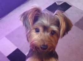 Haven to sell my Yorkshire terrier