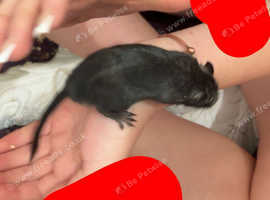 3 month old gerbils