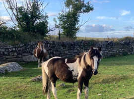American Paint / Cob X Yearling Colt