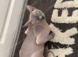 Blue eyed male kitten sphynx
