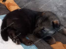 Puppies