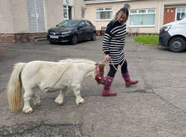 shetland mare 4yr old for sale