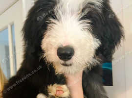 16 week old Bearded collie female