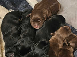 Beautiful puppies