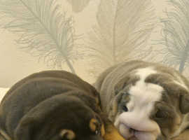 English Bulldog Puppies, Blue & Tan, Blue & White For Sale