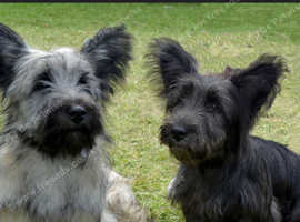 Looking for Skye terrier