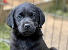 9 absolutely amazing kc reg Labrador puppies