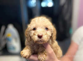 Chocolate cockapoo puppies for sale store near me