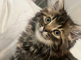 maine coon cross kitten