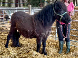Standard Shetland Gelding 2 year Old