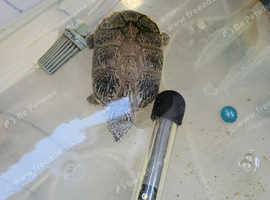 Musk turtles