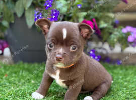 Beautiful boy chihuahua puppies Russian & KC line