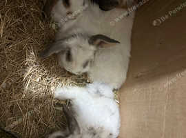 Baby rabbits 10 to 12 weeks old