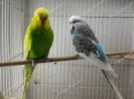 Pairs of breeding budgies
