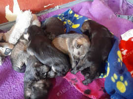 Snorkie pups
