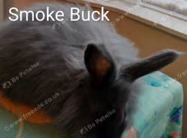 Smoke Angora Babies