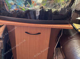 Giant African Snails  plus set up