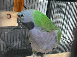 Stunning Baby Derbyan Parrot,29