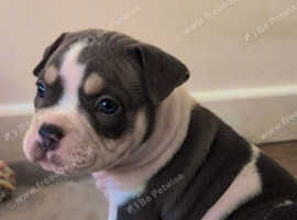 Tri Coloured Pocket Bully Puppies