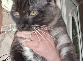 REDUCED - 2x Maine coon x Norwegian Forest with Everything