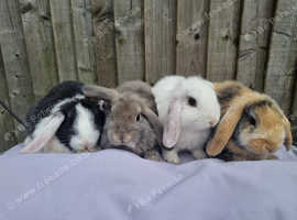 Gorgeous French x Mini Lop babies looking for new home!