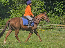ANYBODYS ride 16.1hh gentle tb gelding happy hacker allrounder