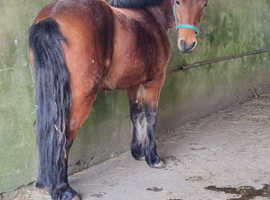 Rising 5yo DHP Gelding 12.2hh