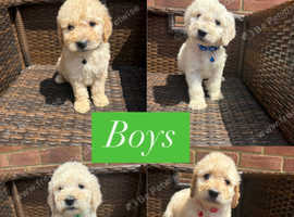 Golden doodle f1b puppy's for sale