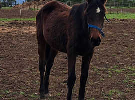 Very well bred Irish Sports Horse Yearling Filly