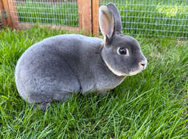 Blue Otter Buck - Pet home only.