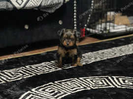Mini yorkshire terrier