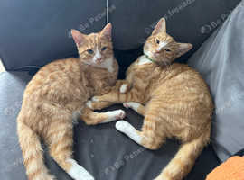 Two Beautiful Ginger cats
