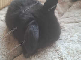 Sable female baby bunnies
