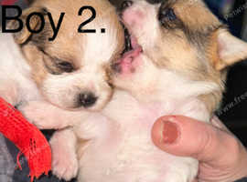 3 beautiful little shih tzu x pups (ready around 9th June)