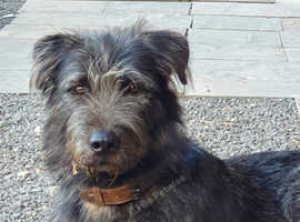 Neutered adult male